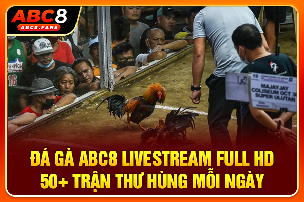 Đá Gà ABC8 Livestream Full HD 50+ Trận Thư Hùng Mỗi Ngày